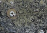 / Fossil Orthoceras & Goniatite Plate - Stoneware #58573-1